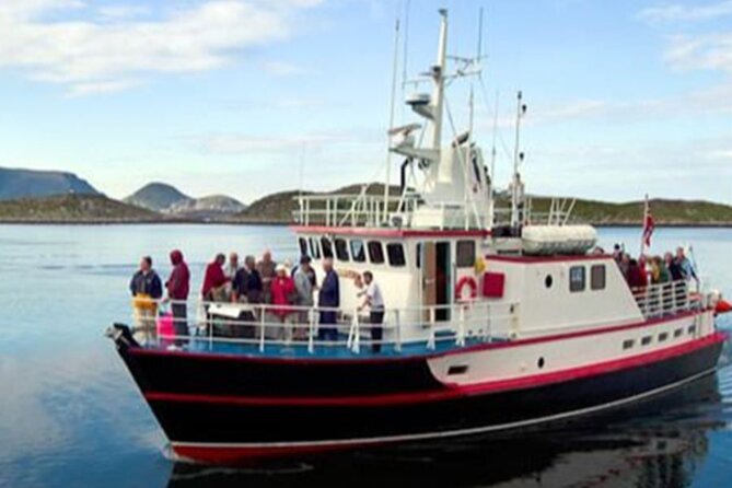 Honningsvåg Shore Bird Safari Adventure - Why Gjesværstappan’s seabird cliffs are worth the cold