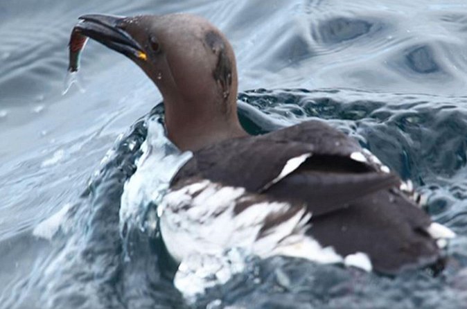 Honningsvåg Shore Bird Safari Adventure - The boat experience: deck time, warm gear, and onboard comforts