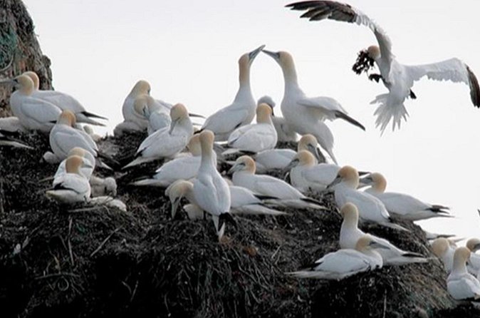 Honningsvåg Shore Bird Safari Adventure - Included extras versus what you must bring