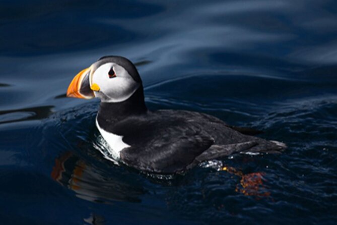 Honningsvåg Shore Bird Safari Adventure - Price and value: is $306.51 a fair deal for 3 hours?
