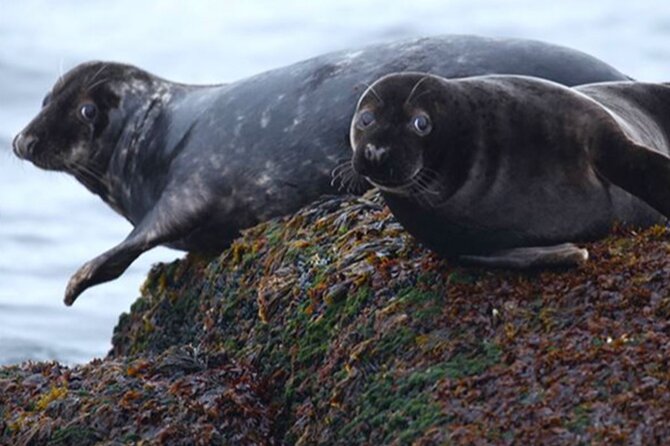 Honningsvåg Shore Bird Safari Adventure - Group size, pickup clarity, and how to avoid a stressful start