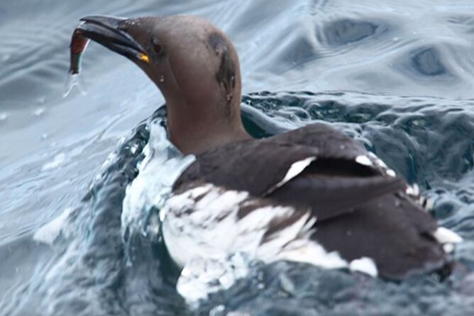 Honningsvåg Shore Bird Safari Adventure - The 11:00 am flow, Gjesvær village first, then the 15 km boat ride