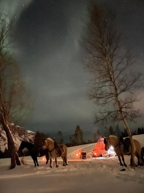 Horse riding and dining experience - Setting off from Alta to Flatmoen Natur