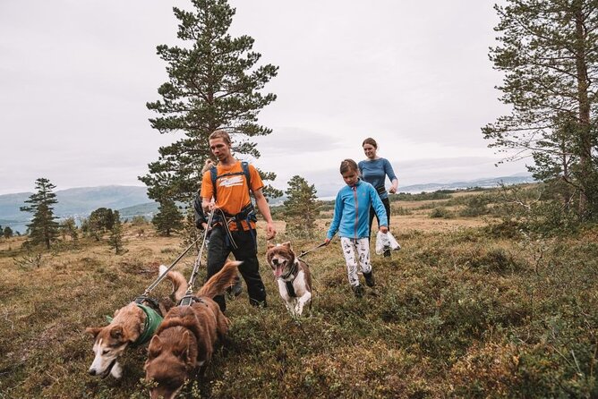 Husky Hike and Puppy Visit with Lunch - Husky Handling in Tromso’s Arctic Wilderness (What the Hike Really Feels Like)