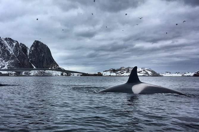 Kayaking in Reinefjorden - Marine life, seaweed tasting, and the birdwatching bonus