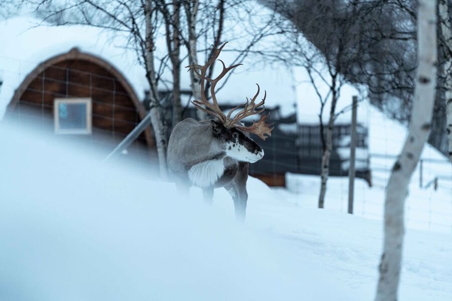 Kirkenes: Snowhotel Entrance Ticket - Fjord views and cabin paths, stretching the visit beyond the ice