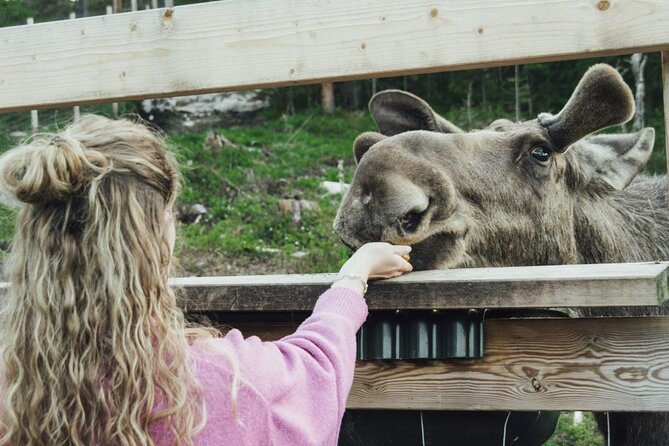 Kristiansand Guided Bus Tour and Moose Park Experience - Key Things To Know Before You Go