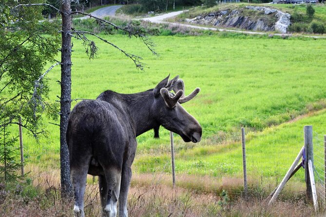 Kristiansand Guided Bus Tour and Moose Park Experience - Starting Point in Kristiansand: Radisson Blu Caledonien at 10:30