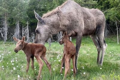 Guided Bus Tour and Moose Park Experience