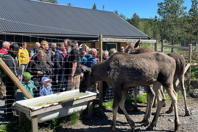 Kristiansand Guided Bus Tour and Moose Park Experience - Viltgården Arrival: Meeting the Moose Farm Story
