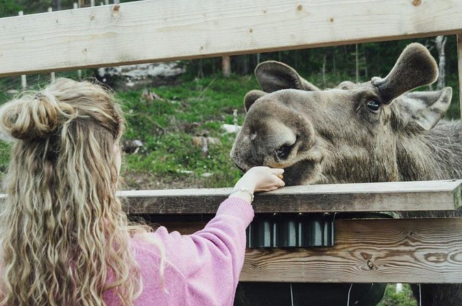 Kristiansand Guided Bus Tour and Moose Park Experience - Feeding and Petting at Viltgarden: Carrots, Calm Giants, and Crowd Reality