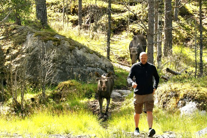 Kristiansand Guided Bus Tour and Moose Park Experience - What Else Might Be Happening at the Farm