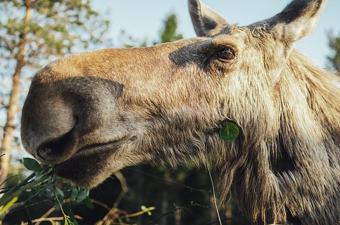Kristiansand Guided Bus Tour and Moose Park Experience - Coffee and Waffles: The Simple Finish That Makes It Feel Complete