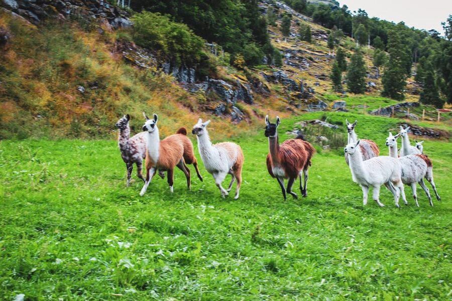 Ljøen, Hellesylt: Ljøen Farm Tour - Getting From Hellesylt to Øvre Ljøen, Without Stress
