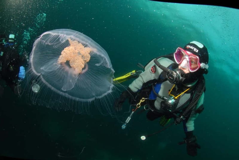 Lofoten: First Time Scuba Diving Experience - Lofoten for your first scuba session: arctic conditions, controlled by design