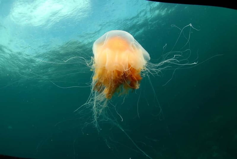 Lofoten: First Time Scuba Diving Experience - Safety briefing first, not afterthought