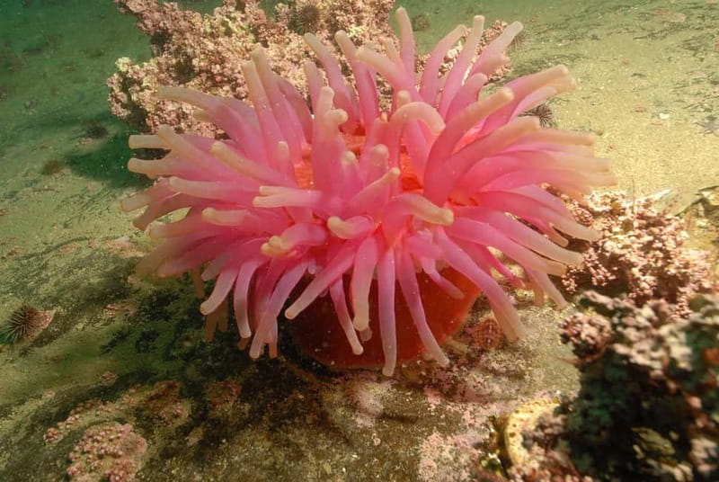 Lofoten: First Time Scuba Diving Experience - Your instructor-led underwater time up to 6 meters