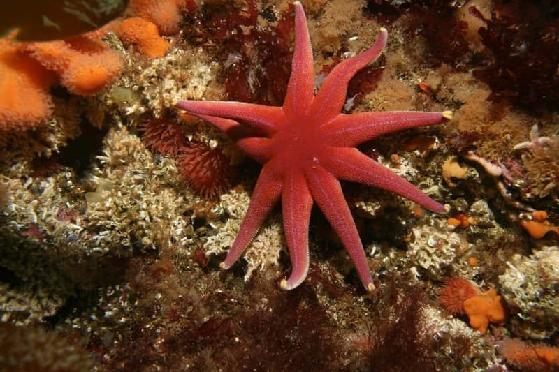 Lofoten: First Time Scuba Diving Experience - What you might see in arctic waters (and how to enjoy it)