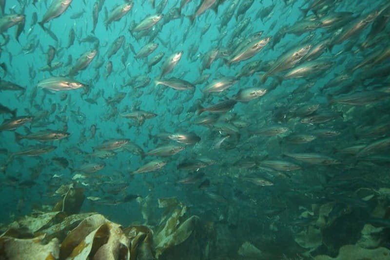 Lofoten: First Time Scuba Diving Experience - When you should think twice before booking