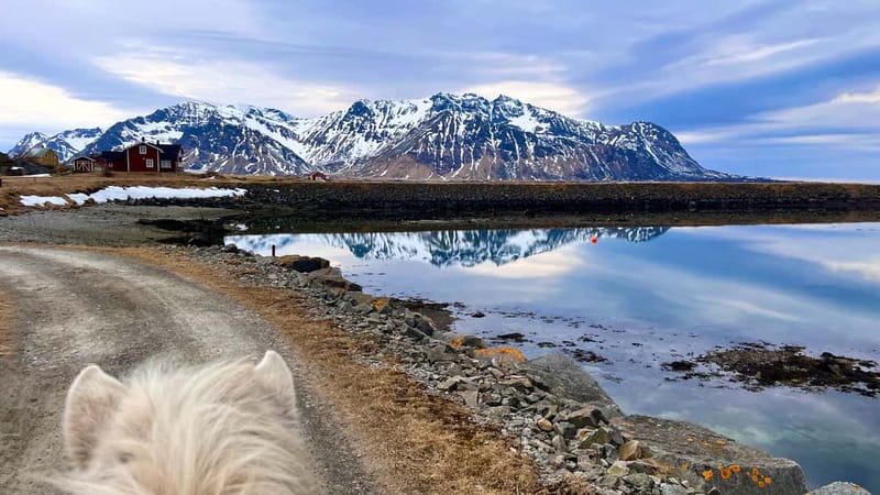 Lofoten: Guided Horse Riding Tour Over Hov and Hovsund - Getting Matched With Icelandic Horses and a Simple Reins Lesson
