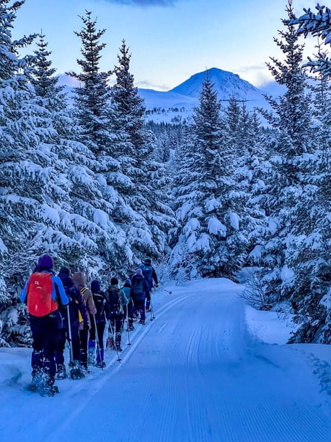Lofoten: Half Day Snowshoe Tour - What’s Included, What’s Not, and How to Keep the Day Smooth