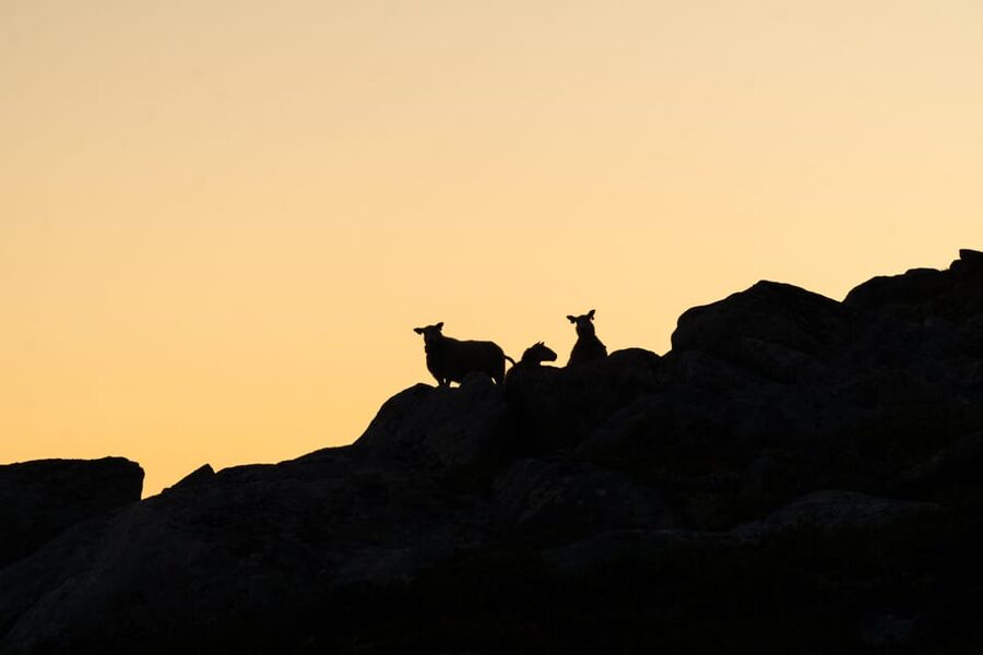 Lofoten Islands: Guided Hiking Into the Wilderness - Uphill - Reaching the top, then finishing strong back at Gimsøystraumen
