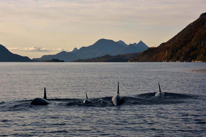 Lofoten RIB Sea Eagle Safari and Trollfjord Cruise - Trollfjord Stop: What You See and Why It Matters