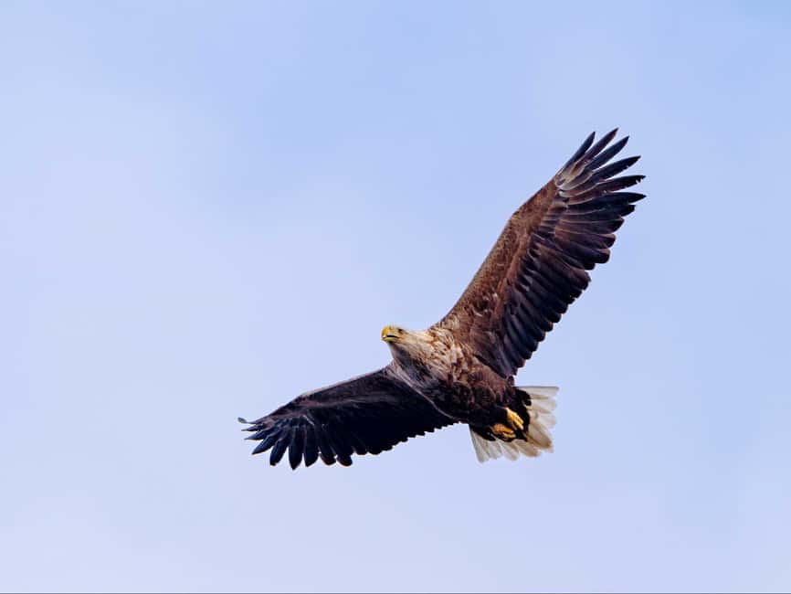 Lofoten: Sea Eagle Sunset Cruise - Key highlights worth your attention