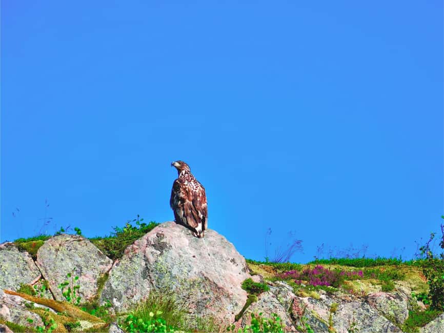 Lofoten: Sea Eagle Sunset Cruise - Who should book this cruise, and who should pause