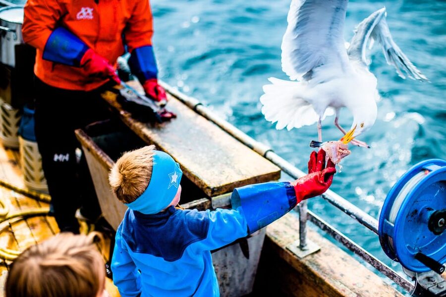 Lofoten: Traditional Fishing Trip - Catching in Lofoten: what you might reel in by season