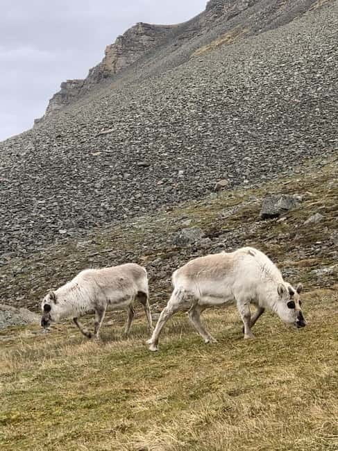 Longyearbyen: Platåfjellet Guided Hike with Panoramic Views - Platåfjellet Above Longyearbyen: Why This Hike Matters