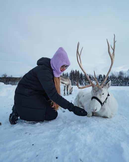 Malangen Sami Camp and Reindeer Experience with Lunch - Key moments I think you will remember
