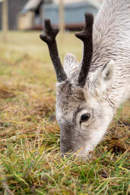 Malangen Sami Camp and Reindeer Experience with Lunch - Should you book the Malangen Sami Camp and Reindeer Experience with Lunch?