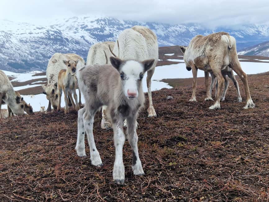 Malangen Sami Camp and Reindeer Experience with Lunch - Meeting the Sami host and feeding tame reindeer
