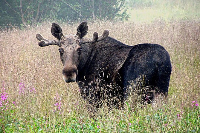Moose Safari Bodo, Norway, Meet the Largest Land Animal in Europe - Moose Safari in Bodø After Dark: What Makes It Work