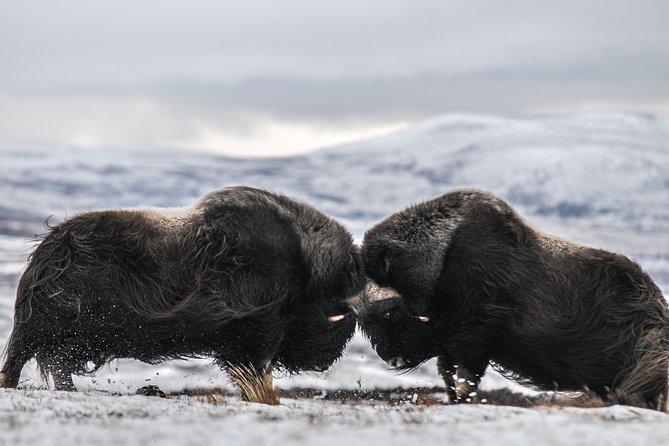 Musk ox Safari in Dovrefjell National Park, Oppdal Safari - Quick hits before you go