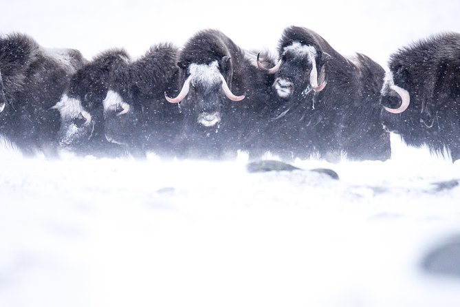 Musk ox Safari in Dovrefjell National Park, Oppdal Safari - Meeting in Oppdal at 9:30 am, and why timing matters