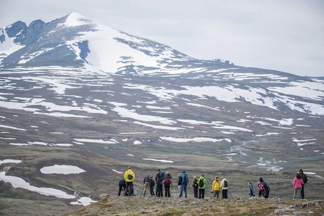 Musk ox Safari in Dovrefjell National Park, Oppdal Safari - Stop 1, Dovre-Sunndalsfjella National Park: the walk that sets the stage