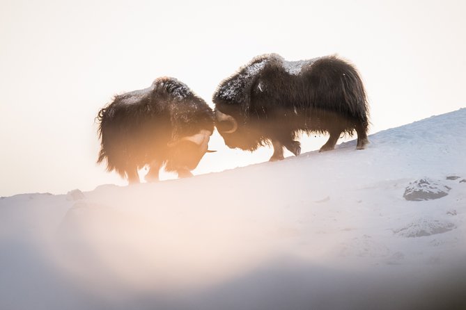 Musk ox Safari in Dovrefjell National Park, Oppdal Safari - Stop 2 around Oppdal Safari: staying on track and outsmarting the weather