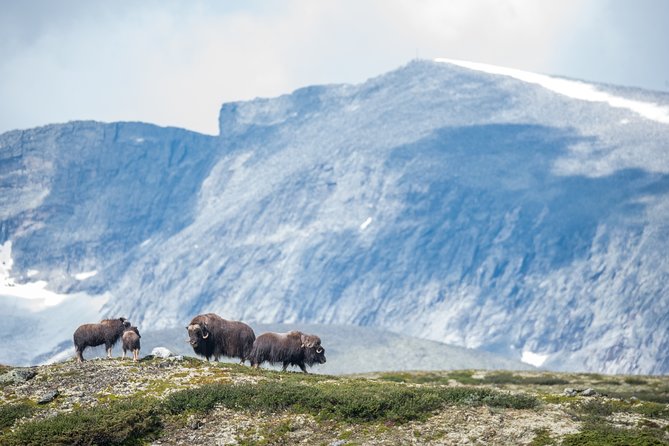 Musk ox Safari in Dovrefjell National Park, Oppdal Safari - The break with coffee, and why lunch planning matters