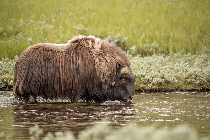 Musk ox Safari in Dovrefjell National Park, Oppdal Safari - How close will you get to musk ox