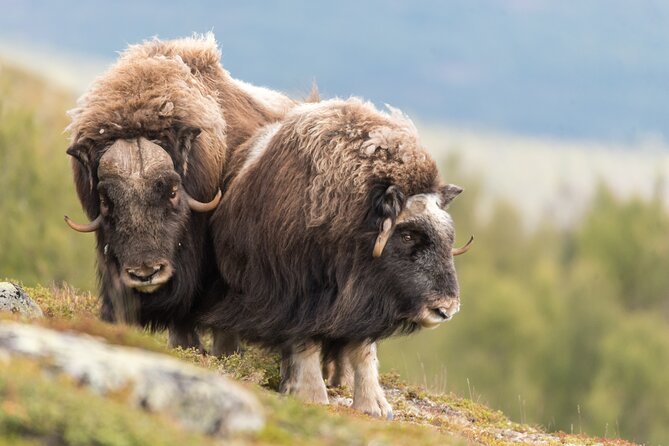 Musk ox Safari in Dovrefjell National Park, Oppdal Safari - The hike format: how a guide improves your odds