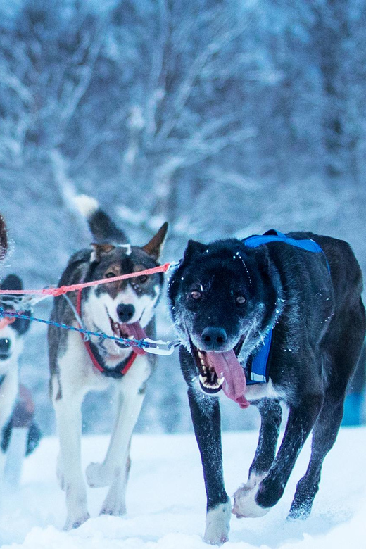 Narvik: Dog-sledding with Northern Lights Ceremony - First impressions at Husky Isogaisa near Narvik