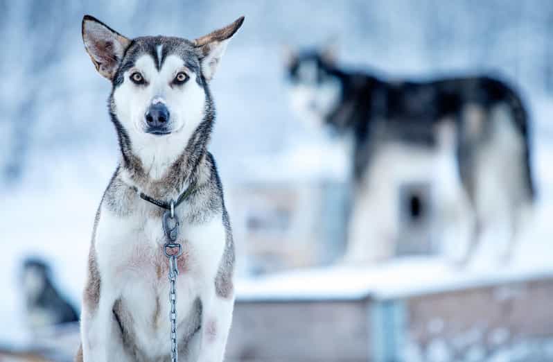 Narvik: Dog-sledding with Northern Lights Ceremony - Timing, groups, and what to plan for in winter