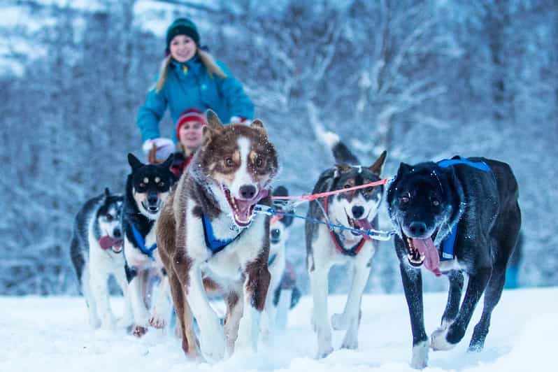 Narvik: Dog-sledding with Northern Lights Ceremony - Who this suits best, and who should skip it