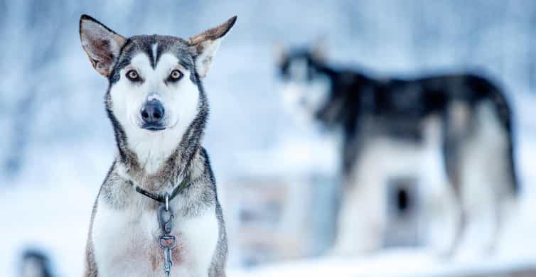 Narvik: Dog-sledding with Northern Lights Ceremony - Dog sledding in Narvik: learning to drive a husky team