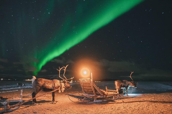 Night Reindeer Sledding with Camp Dinner and Chance of Northern Lights - The 6pm pick-up and the pace of a night tour