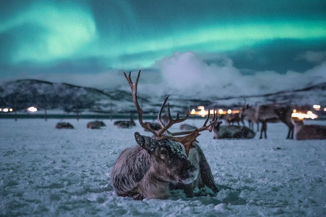 Night Reindeer Sledding with Camp Dinner and Chance of Northern Lights - Inside the candlelit Gamme: dinner, joiking, and Sami stories