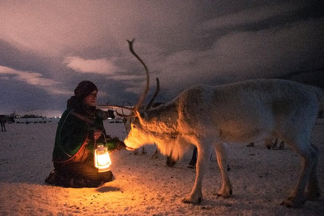 Night Reindeer Sledding with Camp Dinner and Chance of Northern Lights - Price and value: why $225.66 can make sense for this format