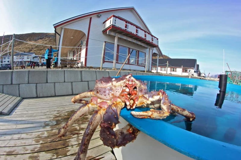North Cape and King Crab Tour with Sámi Camp Tour - Nordkapphallen Entrance and 1.5 Hours at the Globe Monument